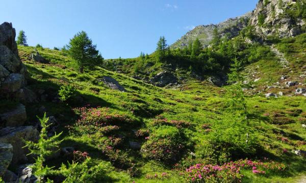 Tirocini e tesi in Ecologia Vegetale.